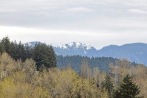 Parham-Baghaie-Apex-11